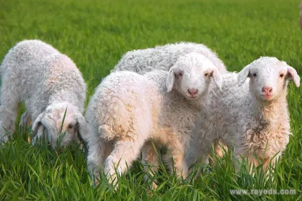 孕妇梦见羊是什么意思有什么预兆