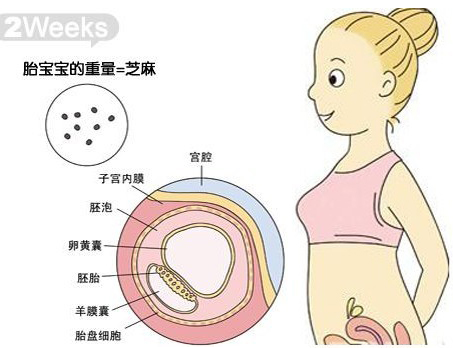 【怀孕两周】怀孕2周的症状表现及饮食注意事项