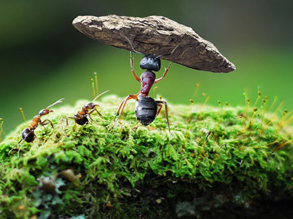 孕妇梦见蚂蚁成群是预示生女儿吗？