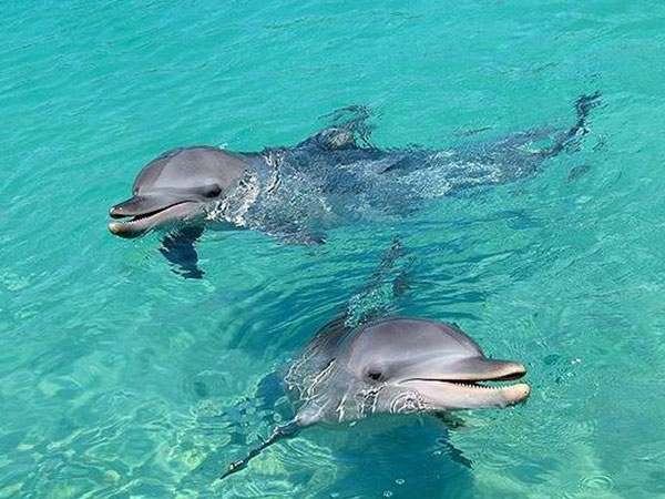 周公解梦说孕妇梦见海豚亲自己是生男还是生女？