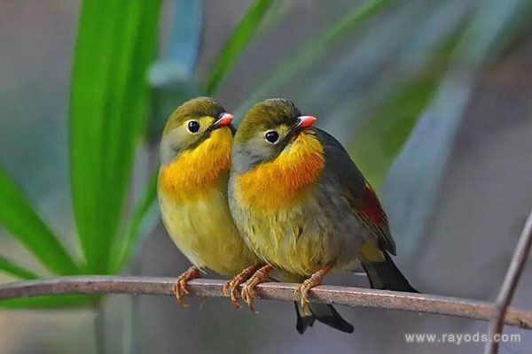 孕妇梦见鸟是什么意思有什么预兆