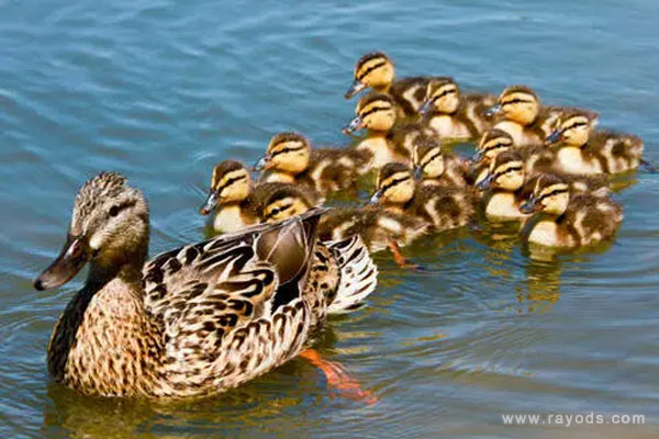 孕妇梦见鸭子是什么意思有什么预兆