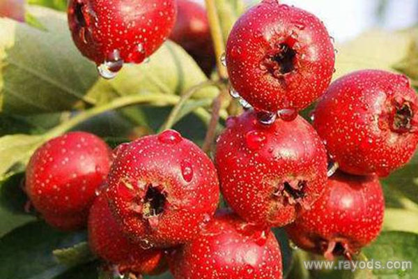 头三月孕妇禁吃的水果 准妈你可真的要记住呀！