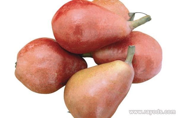 梨子可以和牛奶一起吃吗?梨子可以和芒果一起吃吗