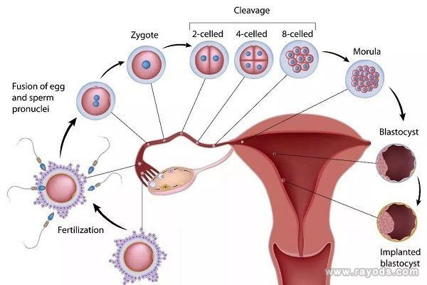孕初期判断空孕囊的方法有哪些？从6个方面可简单判断