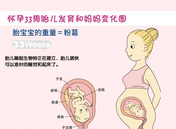 【怀孕三十三周】怀孕33周胎儿图_孕妇饮食及注意事项