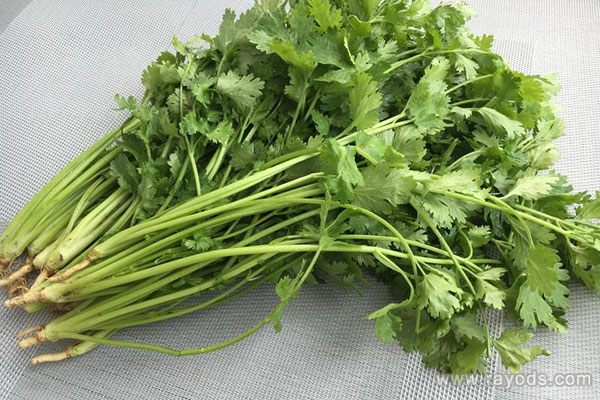 孕妇能不能吃香菜？吃香菜的方式有哪些