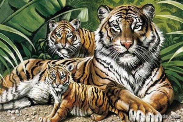 孕妇梦见老虎是什么意思有什么预兆