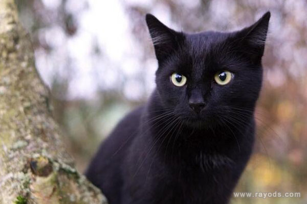 孕妇梦见黑猫是什么意思有什么预兆