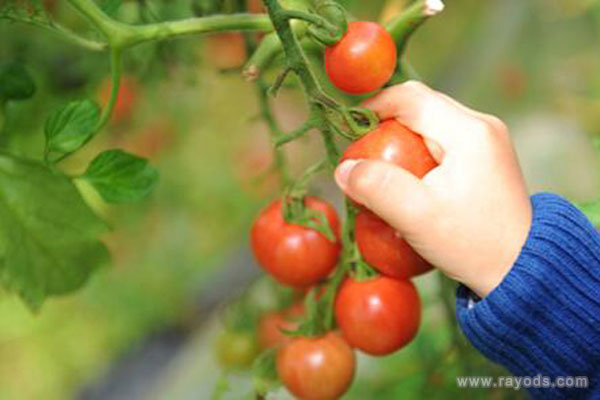 孕妇梦见摘西红柿是什么意思有什么预兆