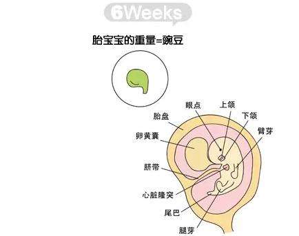 【怀孕六周】怀孕6周胎儿图 怀孕6周症状与注意事项