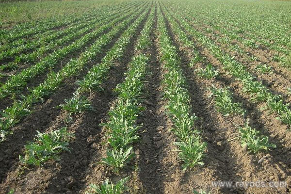 孕妇能不能喝板蓝根？孕妇喝板蓝根注意事项