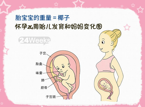 【怀孕二十四周】怀孕24周胎儿图_孕妇饮食注意事项