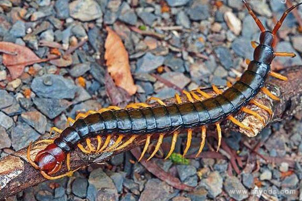 孕妇梦见蜈蚣是什么意思有什么预兆