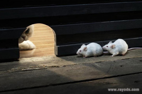 孕妇梦见死老鼠是什么意思有什么预兆