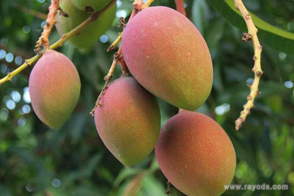 孕妇梦见芒果是什么意思有什么预兆