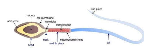 PNAS：蛋白质缺陷导致“精子追尾”?