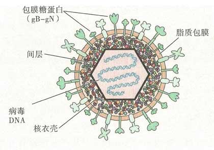 单纯疱疹病毒1型2型_感染症状|危害|治疗方法