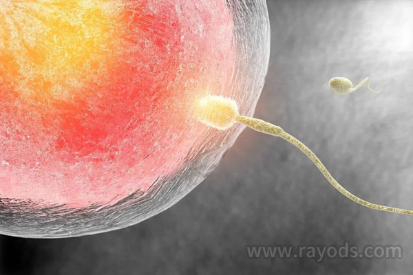 罗斯试管婴儿：输卵管堵塞就必须做试管婴儿吗？