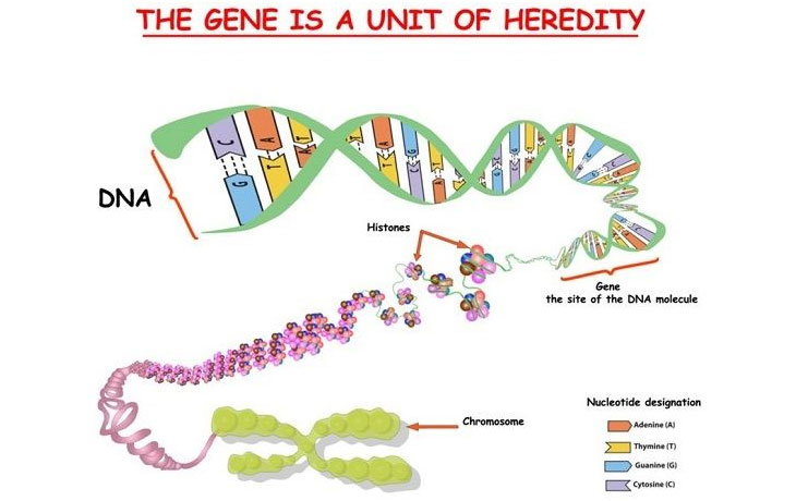 羊水穿刺之染色体核型检测，如何解读？