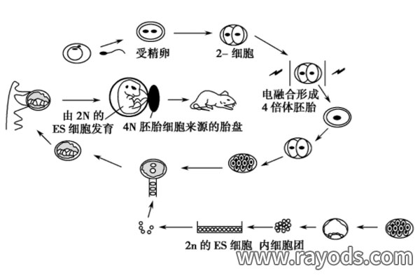 做试管婴儿取出的精卵是如何成为胚胎？带你了解各种细微流程