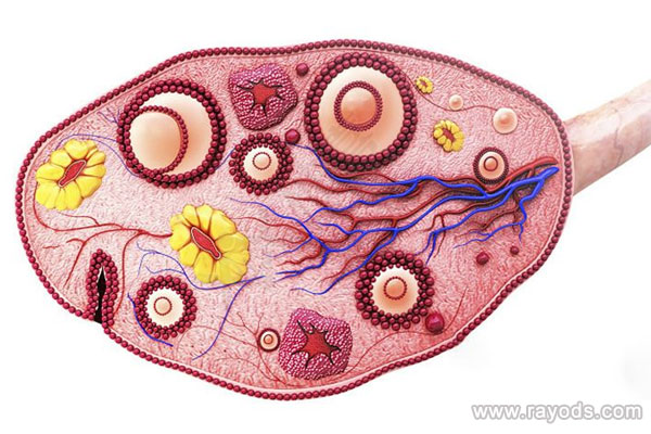 卵巢早衰患者在阿尔法做试管能一次成功吗？