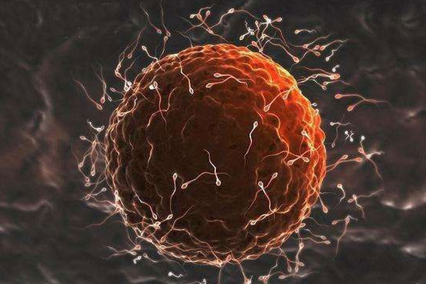 胚胎移植后不着床究竟是何原因