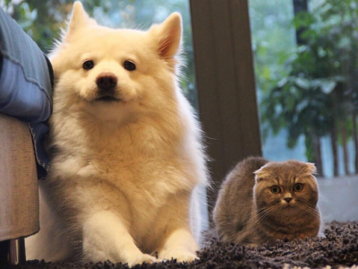 备孕怀孕期间，到底还能养宠物吗？