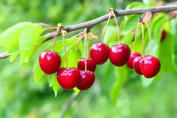 常吃四种水果就能降糖，樱桃、苹果效果堪称最佳