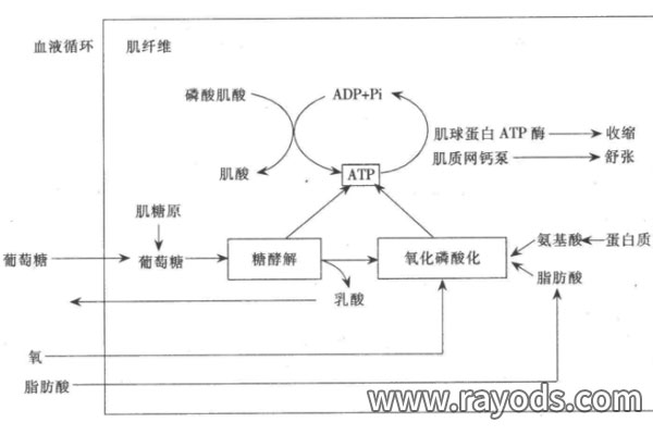 详细分析生理状况对试管婴儿成功率的影响有多大？