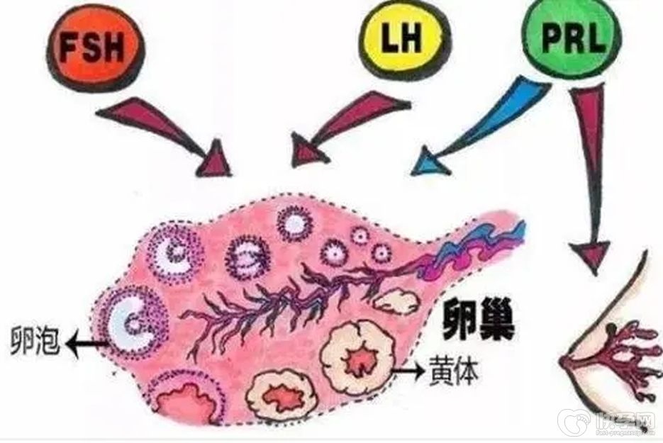 性激素六项中fsh偏高可以备孕吗?看完你就有答案了