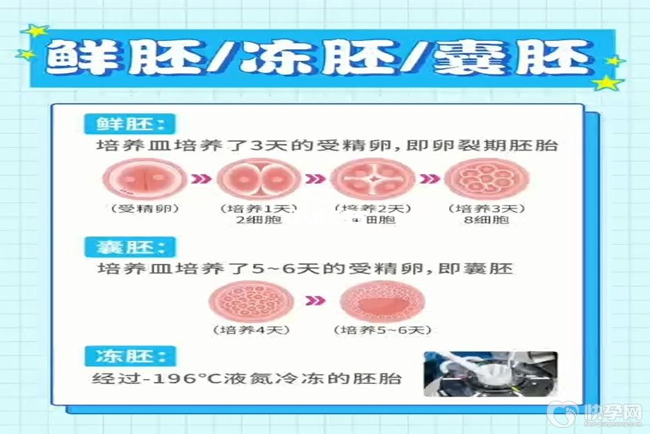 深度剖析试管婴儿鲜胚冻胚囊胚的3个区别
