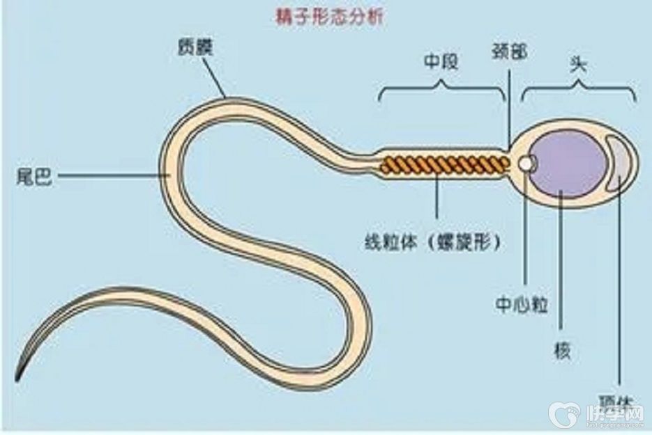 生殖科普——精子的形态和性别的决定