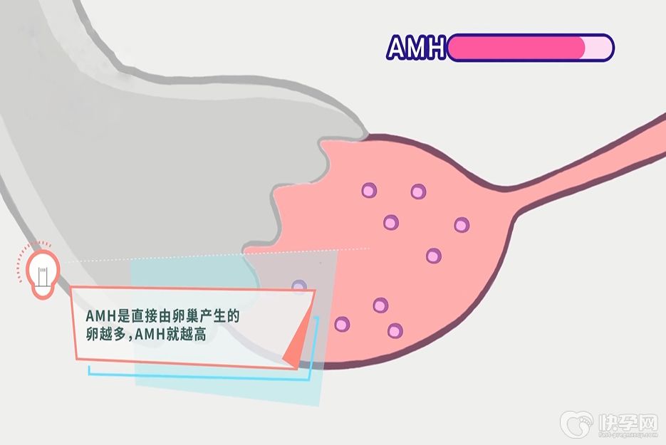 amh只有0.7还有的救吗？只要还在排卵就能成功好孕