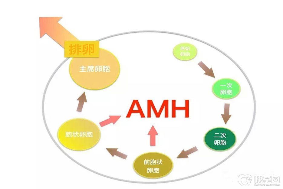 专家解读：amh值0.5，窦卵泡个数9个，能自然怀孕吗？