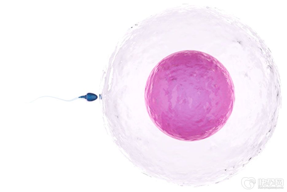 做供卵试管婴儿一次可以提供几个卵子-这个数你意想不到
