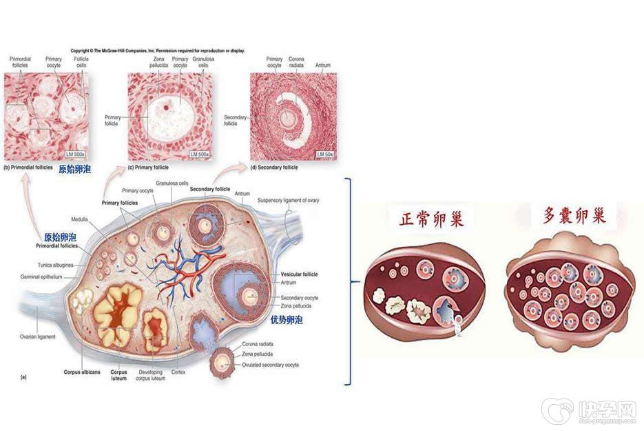 多囊卵巢患者做试管婴儿成功率高吗-且看自己的身体情况