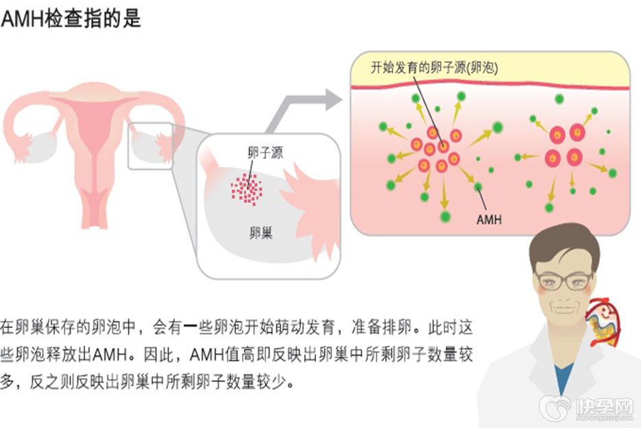 amh值0.495自然怀孕有多大机率，选择试管助孕怀孕几率更高