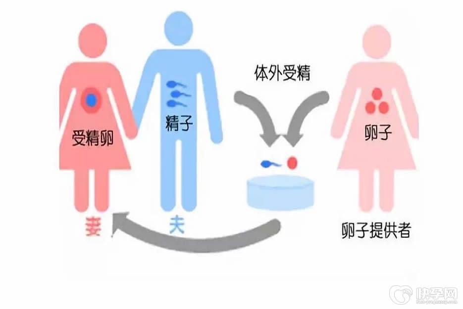 供卵试管出来的宝宝基因是怎么决定的？没你想的那么糟糕