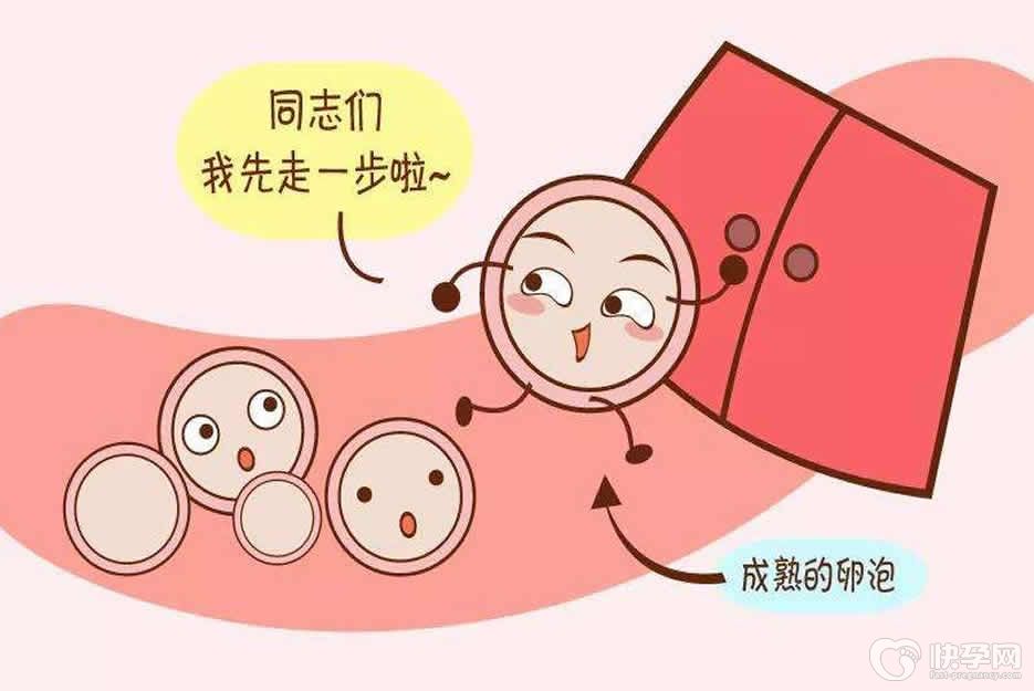 女性卵子发育不成熟可以做试管婴儿吗?建议先调理