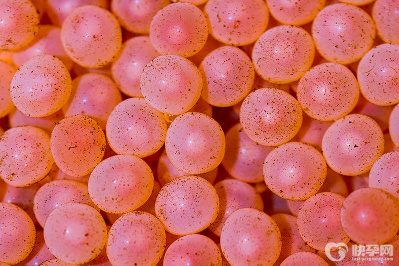 借别人肚子生孩子要多少钱？45万起,人性和法律你想好了吗