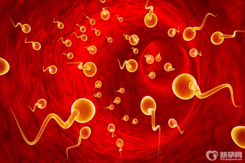 一分钟快速读懂畸形精子是什么-没必要恐慌