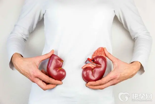 如何判断肾的健康状况，四个方面对照自查