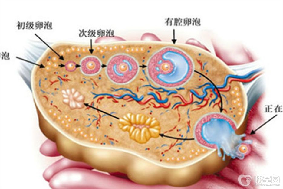 女性卵泡直径0.7cm什么时候成熟