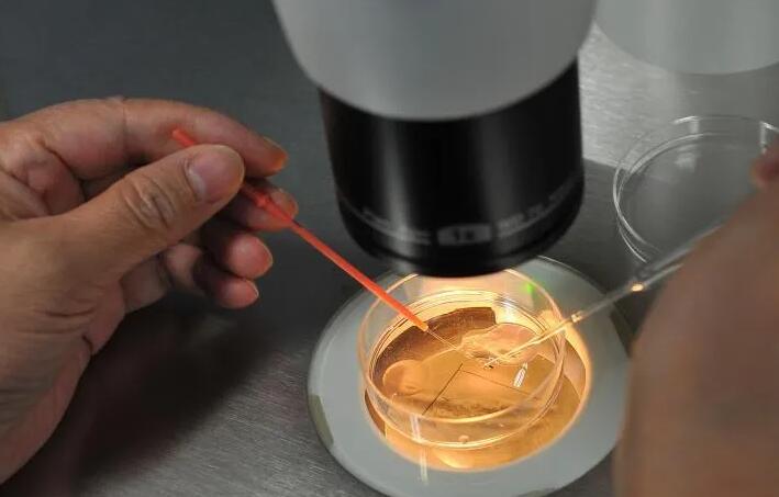 10细胞胚胎养囊成功率高不高？效果怎么样？