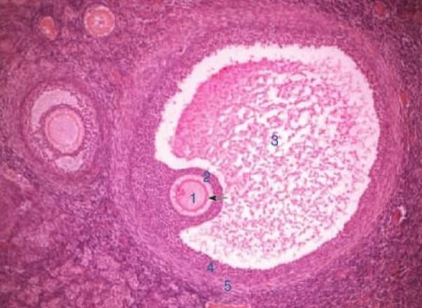 用老婆亲姐妹的卵子做试管婴儿合法吗？