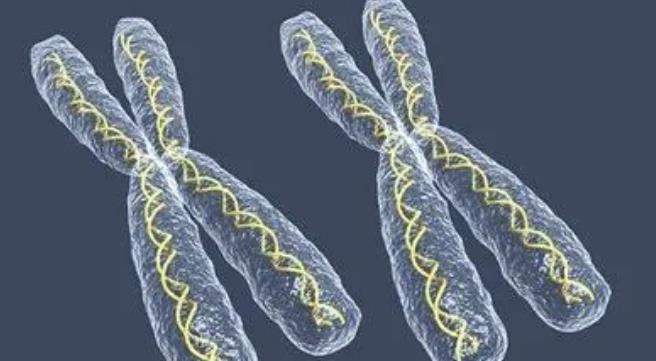 正常人做第三代试管包生男孩价格多少钱？