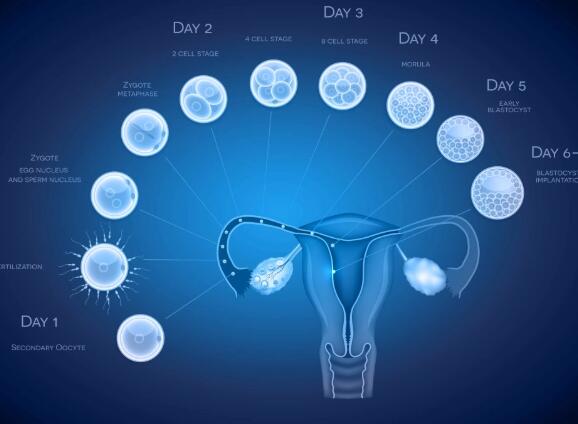 高龄供卵试管多少钱？二十万够不够？
