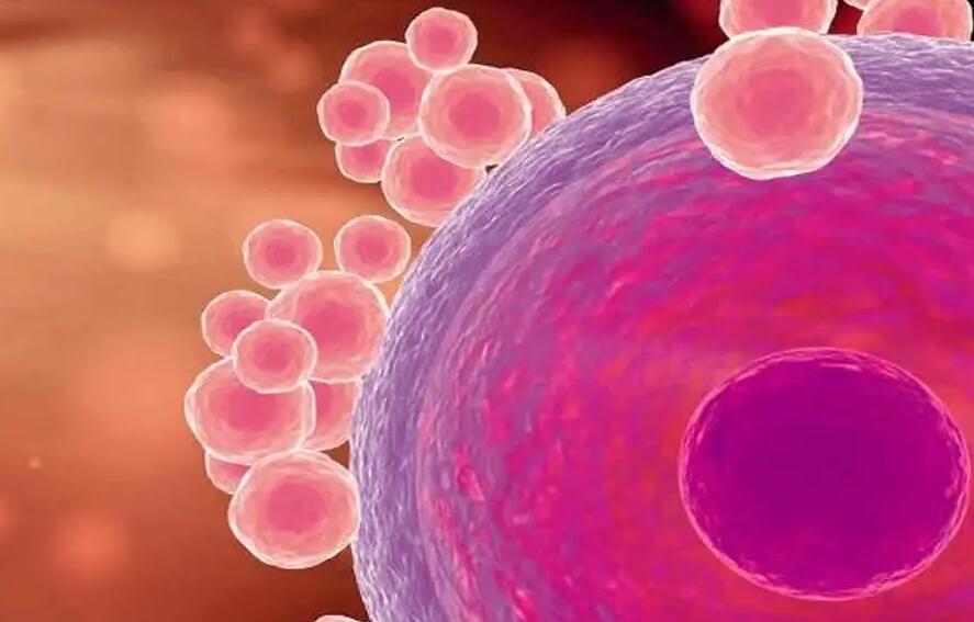 国内哪里可以借卵生子？借卵费用贵吗？