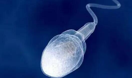 精子有多大活力能做试管？做试管如何调理精子？